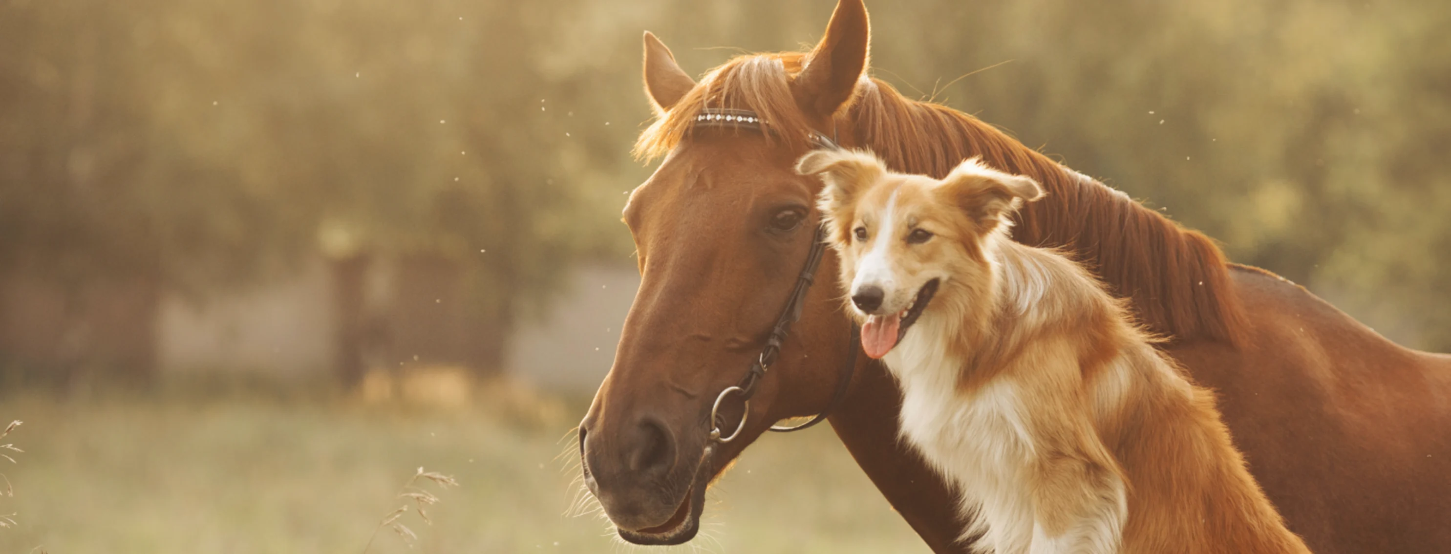Dog and Horse sitting together 